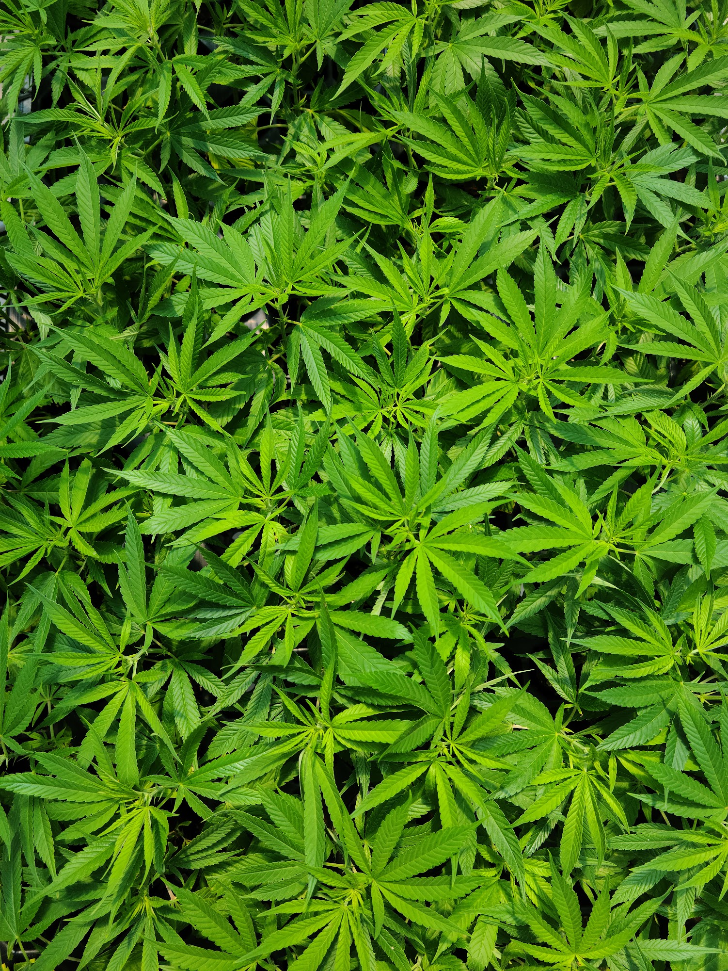 Lessons Learned From Field Production of Hemp for Commercial CBD